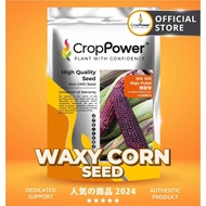 (500 GRAM) Biji Benih Jagung Pulut Raja Pulut 糯紫帝 WX300 CROP POWER F1 HYBRID Purple Waxy Corn Seeds  紫糯玉米种子  WX 300