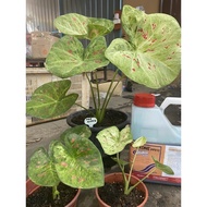 CALADIUM MOCCA-MAE KLONG