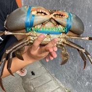 kepiting hidup | kepiting jumbo size super berkualitas - 800/900 Gram