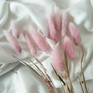 Dried Candy Colour Lagurus/Rabbit Tail Kelinci Bunga Kering Warna - LIGHT PURPLE
