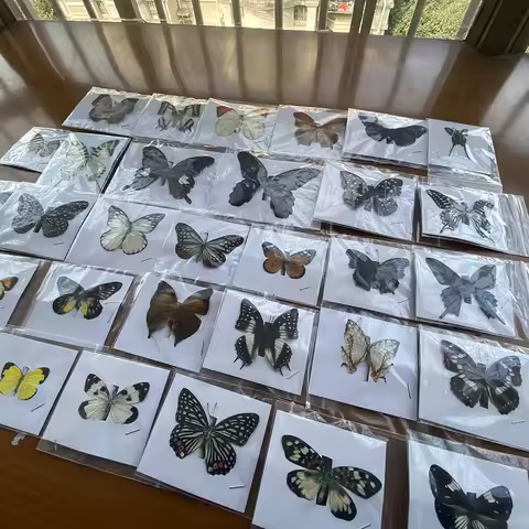 15Pcs Natural Unmounted Rhopalocera / Le Papillon / Butterfly Specimen Artwork Material Decor