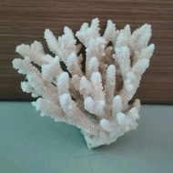 coral hidup hiasan ikan..
