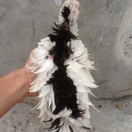 Ayam Tulak balak Walik