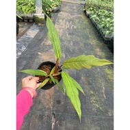 Healthy and beautiful Caramel soft pot