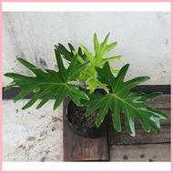♀ ☍ Philodendron Hope Selloum Plants