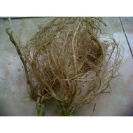 Eggplant/bade root 3 trees
