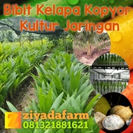 Ready Paket 2 Bibit Kelapa Kopyor Kultur Jaringan 99 persen buah