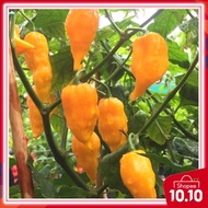 10pcs seeds @half fruit YELLOW HABANERO one of super hot 🥵 pepper