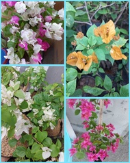 Bougainvillea Plants No Flowers (SPLASH -  PINK - WHITE - ORANGE ) Rooted and Ready to Plant Outdoor Plants