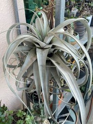 霸王空氣鳳梨 霸王空氣草