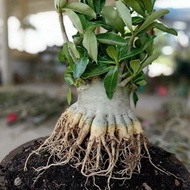 Pokok bunga kemboja cina