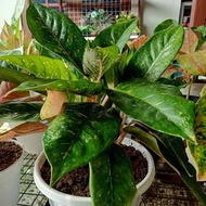 tanaman hias aglonema/ aglonema bigroy hijau murah