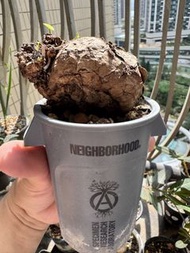 塊根植物 大葉山烏龜 藍葉山烏龜