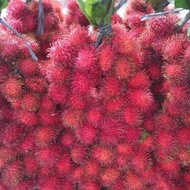 Bibit Rambutan Parakan