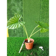 (TAMAN SARI LANDSCAPE) ALOCASIA LUKIWAN (real plant) kecil