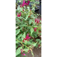 ❏5 BOUGAINVILLEA CUTTINGS