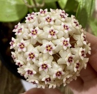 Hoya Parasitica splash 毬蘭