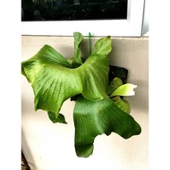 platycerium elephantotis x alcicorne (africa)