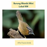 Burung wambi mini lokal.