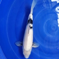 Ikan Koi Import Showa (Sertifikat Sekeguchi) (beni luntur)
