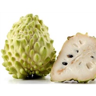 Cây Na Sầu Riêng giống chuẩn F1 cho trái khổng lồ nức mùi sầu riêng siêu chất lượng