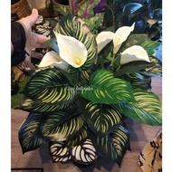 New‼Keladi Bunga/Artificial Plants/Pokok hiasan.