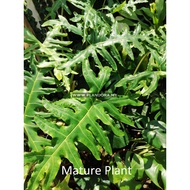 Alocasia Portei Sp (Live Plant)