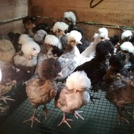Ayam Poland ~ Ayam Polan Anakan ~ Animal Friends