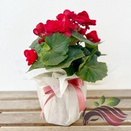 Begonia Rose 秋海棠玫瑰 Random Color by LS Group