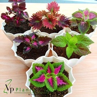 PAKET 5 JENIS TANAMAN MIANA RIMBUN BISA BAYAR DI TEMPAT - BUNGA MAWAR KRISAN AGLONEMA KAKTUS SEKULEN