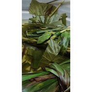 Herba Mandian Ibu Bersalin/ Mandian Berpantang/ Herba Sauna/ Mandian Herba/ Daun Herba Mandian Berpa