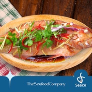 [SEACO] Red Grouper GGS - 500-600gm