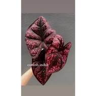 Caladium darth maul / keladi darth maul