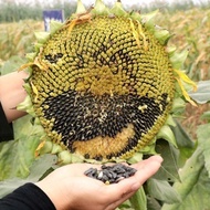 10pcs Benih Bunga Matahari Besar/sunflower seeds食用大花向日葵 食葵种子
