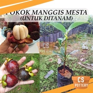 Pokok Manggis Mesta Manggis Jepun Untuk Ditanam Pokok Hidup Real Live Plant Japanese Mangosteen 日本山竹