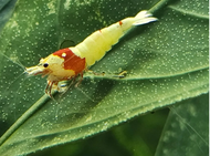 Pure Red Line SS grade by [3k Aquatic]