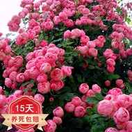 Beautiful Climbing Vine Chinese Rose Fragrant Four Seasons Garden Flowers without Basin