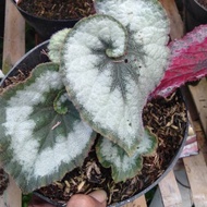 viral Begonia keong