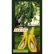 POKOK AVOCADO SAB034 / SAB 034 KAHWIN / GRAFTED POKOK CEPAT BERBUAH