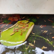 2 pairs of Albino guppy