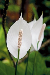 เดหลีแคระ Spathiphyllum Clevelandii หรือต้นกวักเงิน ไม้มงคล ช่วยฟอกอากาศ ขนาดเล็กน่ารักมาก ว่านมงคล 