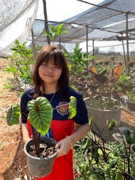 ไม้สวยงาม ❤️ บอน โคโลคาเซีย หน้ากากฟาโรห์ Colocasia Pharaoh's Mask สายพันธุ์แท้ แบบตัดสด ชำเอง หน้ากระดูก มีเส้นใบสีม่วงเข้มที่คมชัด.