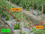 【】青椒甜椒攀爬支撐網 4.2尺寬(6寸洞四方網孔)絲瓜網 刺瓜網蕃茄網茄子網辣椒網小黃瓜網番茄網袋銀黑布防風網  露天