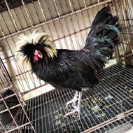 ayam Poland dewasa siap produksi