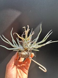 空氣草 空氣鳳梨 Tillandsia 'Showtime'(章魚X電捲燙)售側芽