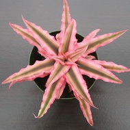 Cryptanthus Pink Starlight with FREE plastic pot, pebbles and garden soil - (Rare Indoor Plant and 3 Stocks Only)