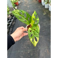 Monstera Adansonii aurea gen beautiful pot of 4-5 leaves