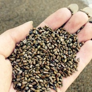 Combo cassia seeds 7kg