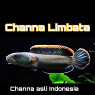 Cana Limbata / Chana Limbata