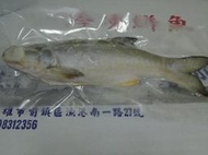 午仔魚每尾79元☆鴻德水產☆滿額免運